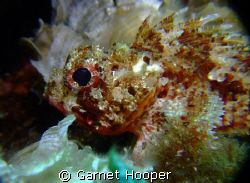 Scorpion fish at the Brothers, Les Sablettes in the South... by Garnet Hooper 